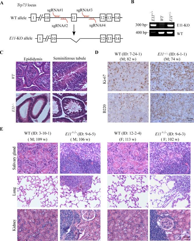 https://cdn.ncbi.nlm.nih.gov/pmc/blobs/3e25/10471163/c99ca56f9fbb/elife-82115-fig4-figsupp1.jpg