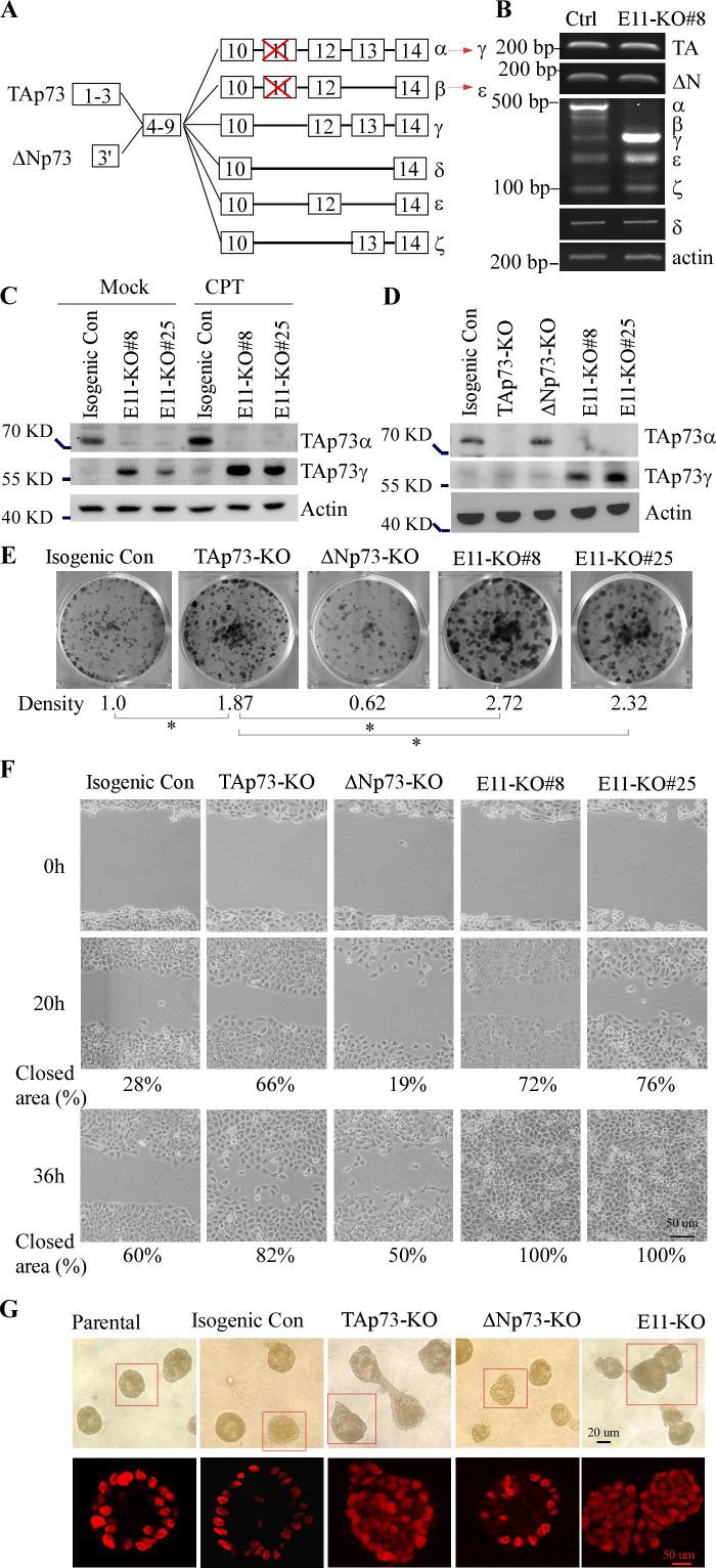 https://cdn.ncbi.nlm.nih.gov/pmc/blobs/3e25/10471163/f9a49384ea14/elife-82115-fig2.jpg