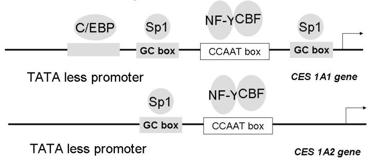 https://cdn.ncbi.nlm.nih.gov/pmc/blobs/3e28/6245361/1d7be05165ea/molecules-13-00412-g004.jpg