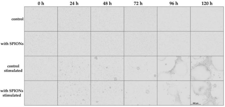 https://cdn.ncbi.nlm.nih.gov/pmc/blobs/3e28/7072432/c00fe572b7da/cells-09-00342-g003.jpg