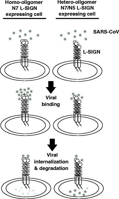 https://cdn.ncbi.nlm.nih.gov/pmc/blobs/3e29/7079906/6fb639bfcacc/109_2008_350_Fig2_HTML.jpg