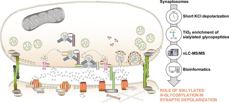 https://cdn.ncbi.nlm.nih.gov/pmc/blobs/3e29/8143646/8189f053a354/gr6.jpg