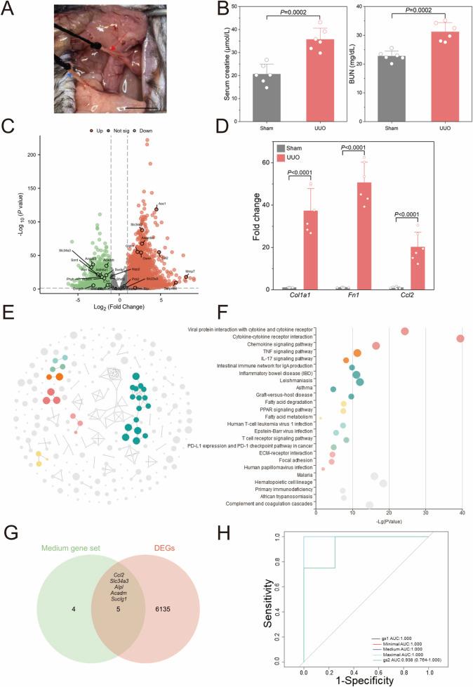 https://cdn.ncbi.nlm.nih.gov/pmc/blobs/3e2c/12395503/3b4d6663b6b1/fcell-13-1627355-g005.jpg