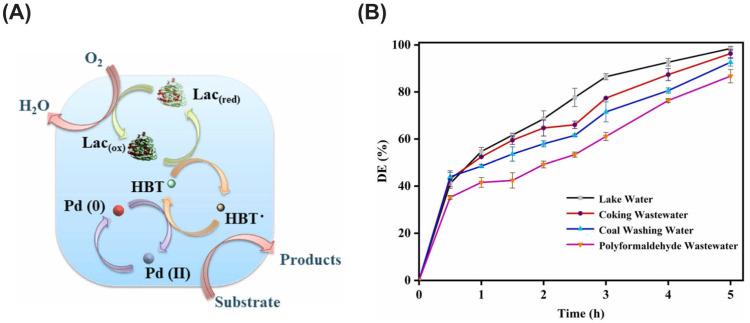 https://cdn.ncbi.nlm.nih.gov/pmc/blobs/3e2f/11355015/e6b4e42401e7/ijms-25-08616-g008.jpg