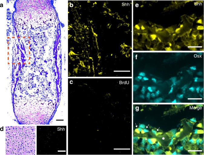 https://cdn.ncbi.nlm.nih.gov/pmc/blobs/3e2f/7220946/3f68db594b2c/41413_2020_96_Fig7_HTML.jpg