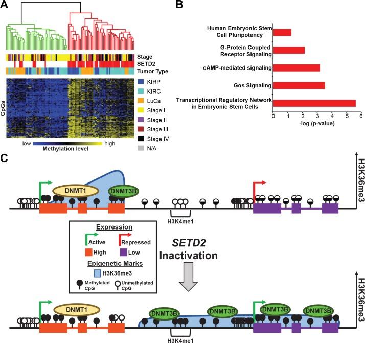 https://cdn.ncbi.nlm.nih.gov/pmc/blobs/3e30/4811507/db20904b7026/oncotarget-07-1927-g008.jpg