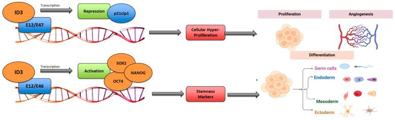 https://cdn.ncbi.nlm.nih.gov/pmc/blobs/3e31/11755649/fbad4d1b1246/medsci-13-00002-g001.jpg