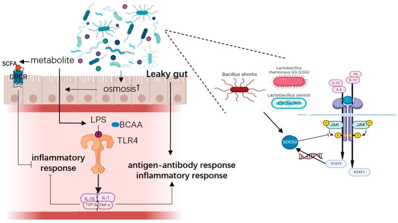 https://cdn.ncbi.nlm.nih.gov/pmc/blobs/3e33/12114443/5fd559a32fed/microorganisms-13-01073-g001.jpg