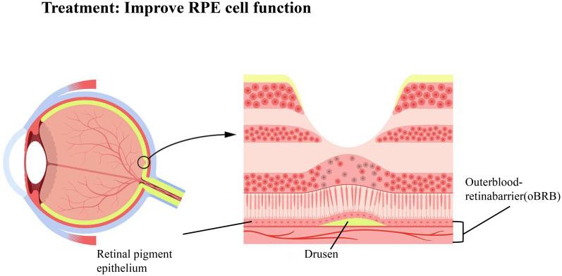 https://cdn.ncbi.nlm.nih.gov/pmc/blobs/3e34/12380564/9ff5315bcd3c/fimmu-16-1595275-g005.jpg