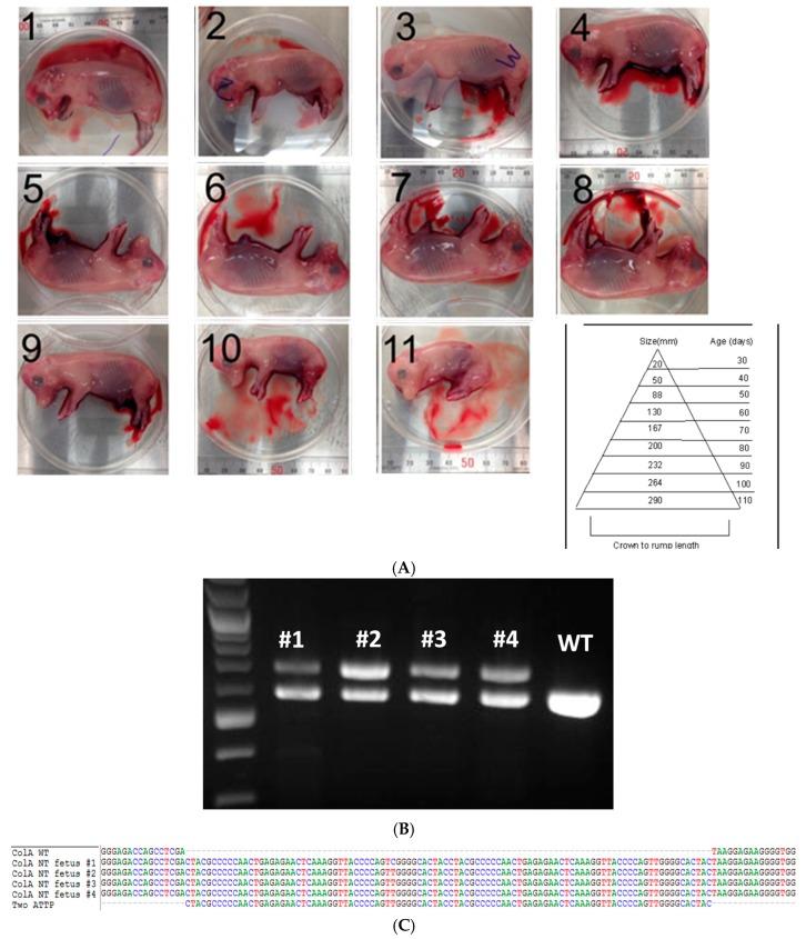 https://cdn.ncbi.nlm.nih.gov/pmc/blobs/3e36/4926344/a45ce2cc7999/ijms-17-00810-g002.jpg
