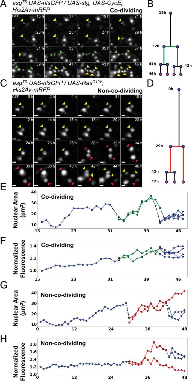 https://cdn.ncbi.nlm.nih.gov/pmc/blobs/3e3c/9578704/306a4aae83d8/elife-76010-fig6.jpg