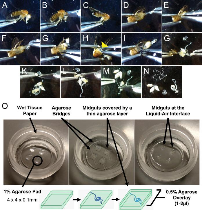 https://cdn.ncbi.nlm.nih.gov/pmc/blobs/3e3c/9578704/57a131f304d2/elife-76010-fig1.jpg