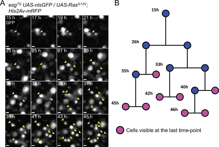 https://cdn.ncbi.nlm.nih.gov/pmc/blobs/3e3c/9578704/a0fddd2bbbe2/elife-76010-fig5.jpg