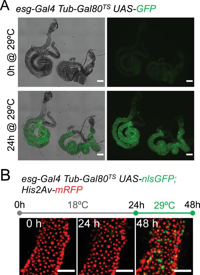 https://cdn.ncbi.nlm.nih.gov/pmc/blobs/3e3c/9578704/ff67e9f998f1/elife-76010-fig2-figsupp1.jpg