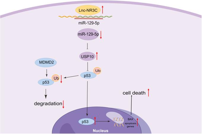 https://cdn.ncbi.nlm.nih.gov/pmc/blobs/3e3f/11415439/1dd6fbd675b1/12035_2024_4059_Fig8_HTML.jpg