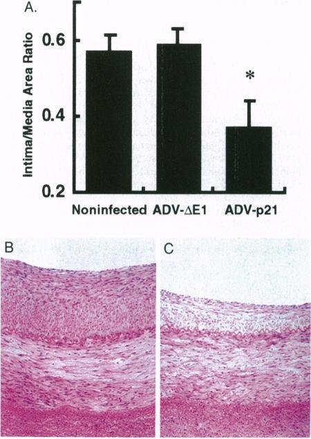 https://cdn.ncbi.nlm.nih.gov/pmc/blobs/3e3f/38847/4070dddfe63f/pnas01519-0494-a.jpg