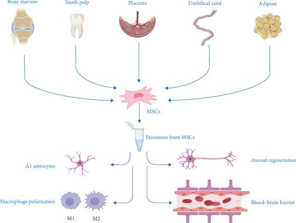 https://cdn.ncbi.nlm.nih.gov/pmc/blobs/3e42/12328054/9e27c0a5e343/SCI2025-8841129.002.jpg