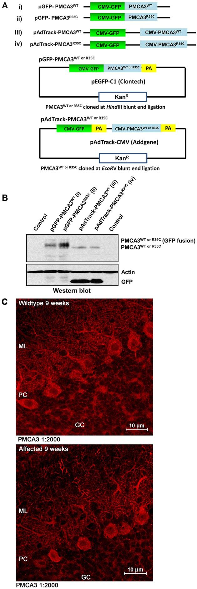 https://cdn.ncbi.nlm.nih.gov/pmc/blobs/3e42/4892658/34a4bf0d4f32/dmm-9-022848-g3.jpg