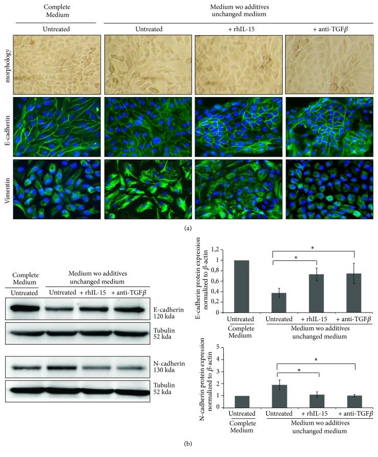 https://cdn.ncbi.nlm.nih.gov/pmc/blobs/3e45/6642769/c08244fc8498/IJCB2019-9151394.002.jpg
