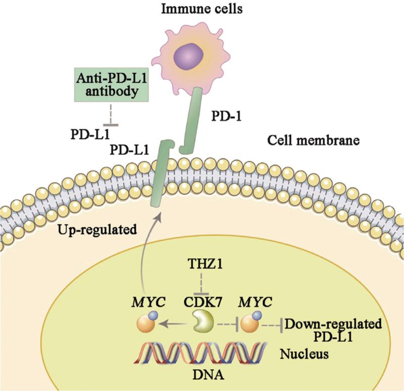 https://cdn.ncbi.nlm.nih.gov/pmc/blobs/3e47/9945371/b97c426e5bb1/cm9-135-2436-g001.jpg