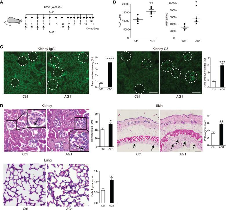 https://cdn.ncbi.nlm.nih.gov/pmc/blobs/3e49/8784392/1c8a5804a5ac/fimmu-12-797091-g004.jpg