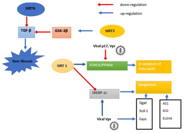 https://cdn.ncbi.nlm.nih.gov/pmc/blobs/3e4a/8534645/9764f1863c5b/cells-10-02739-g002.jpg