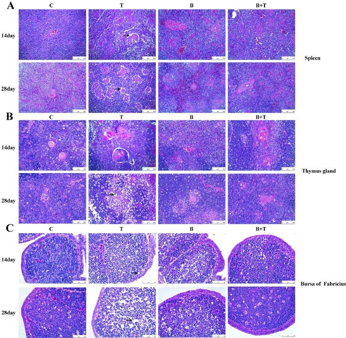 https://cdn.ncbi.nlm.nih.gov/pmc/blobs/3e4d/12056788/25120c9a3b5c/gr2.jpg