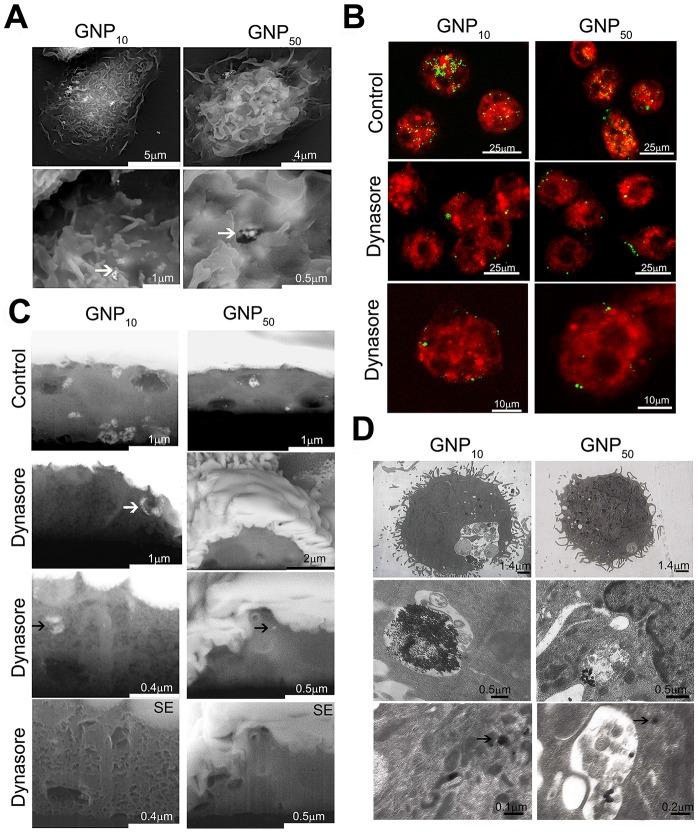https://cdn.ncbi.nlm.nih.gov/pmc/blobs/3e4d/4011871/e3095fc5e22c/pone.0096584.g005.jpg
