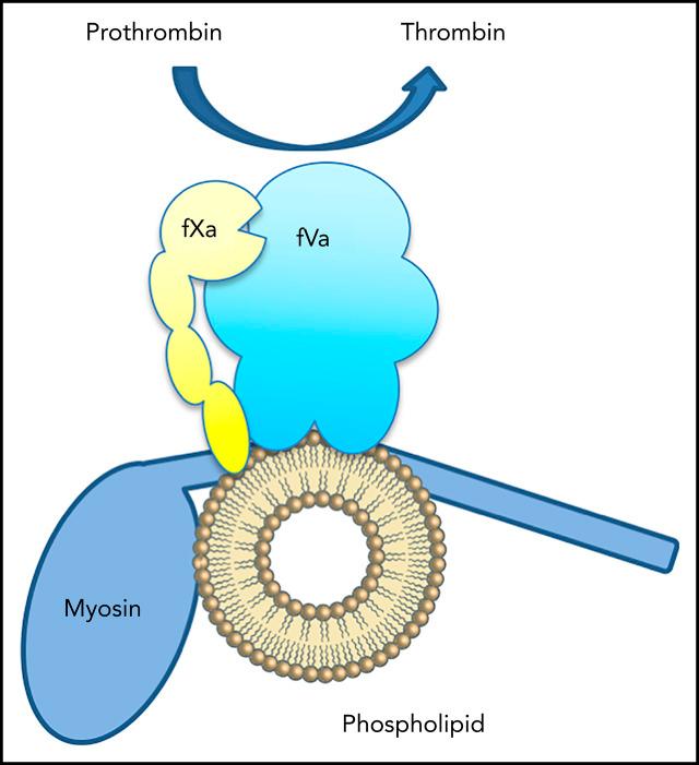 https://cdn.ncbi.nlm.nih.gov/pmc/blobs/3e52/7685214/006db49f548e/bloodBLD2020005930absf1.jpg