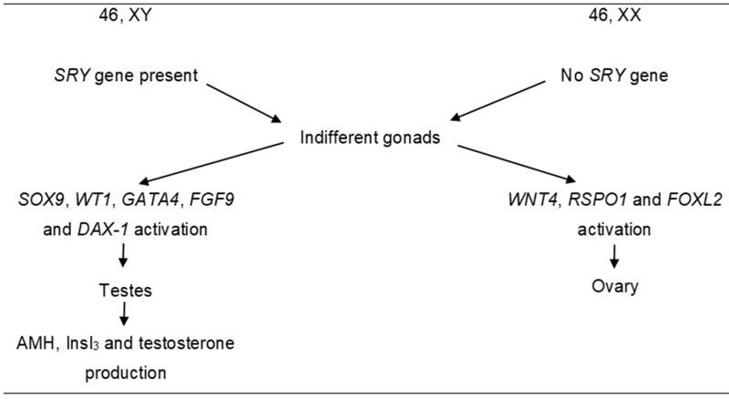 https://cdn.ncbi.nlm.nih.gov/pmc/blobs/3e53/7415463/ec8439d21bd0/AHMT-11-89-g0001.jpg
