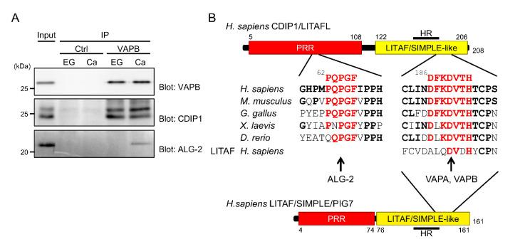 https://cdn.ncbi.nlm.nih.gov/pmc/blobs/3e56/7865452/7f32db54dfed/ijms-22-01175-g010.jpg