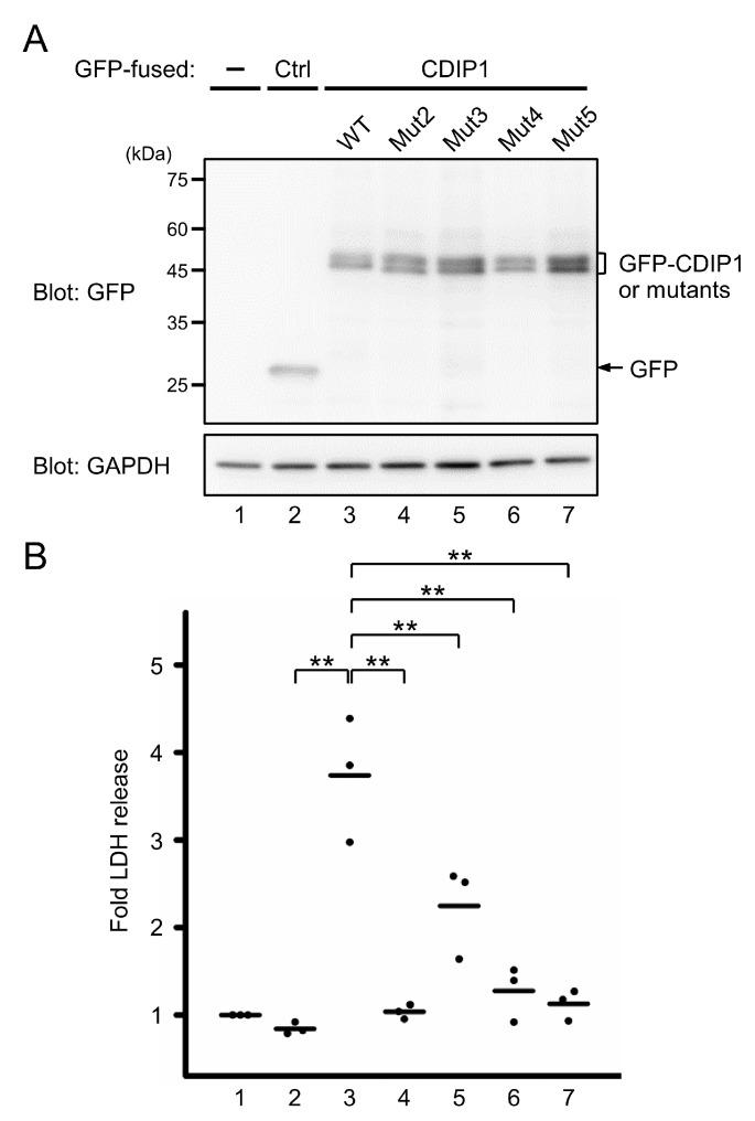 https://cdn.ncbi.nlm.nih.gov/pmc/blobs/3e56/7865452/f7482ef9eee4/ijms-22-01175-g009.jpg