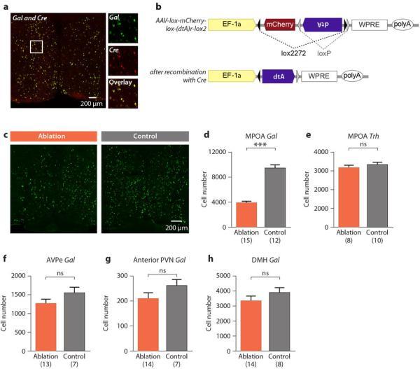 https://cdn.ncbi.nlm.nih.gov/pmc/blobs/3e57/4105201/615aa1f3019c/nihms-582313-f0007.jpg