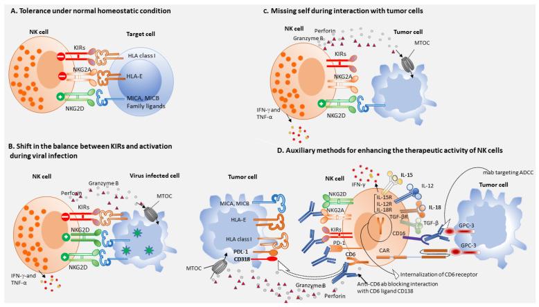 https://cdn.ncbi.nlm.nih.gov/pmc/blobs/3e57/8227136/a1c243731ab1/cells-10-01332-g001.jpg