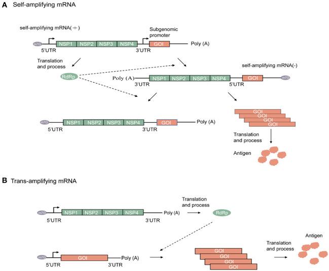 https://cdn.ncbi.nlm.nih.gov/pmc/blobs/3e58/10626473/0f683fe7ff67/fimmu-14-1261243-g002.jpg