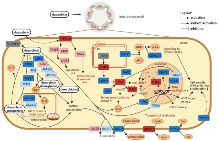 https://cdn.ncbi.nlm.nih.gov/pmc/blobs/3e59/8836276/00081bf392a3/ijms-23-01286-g006.jpg