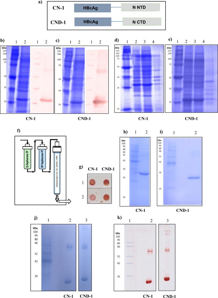 https://cdn.ncbi.nlm.nih.gov/pmc/blobs/3e5a/11606075/3281c884286d/12985_2024_2583_Fig1_HTML.jpg