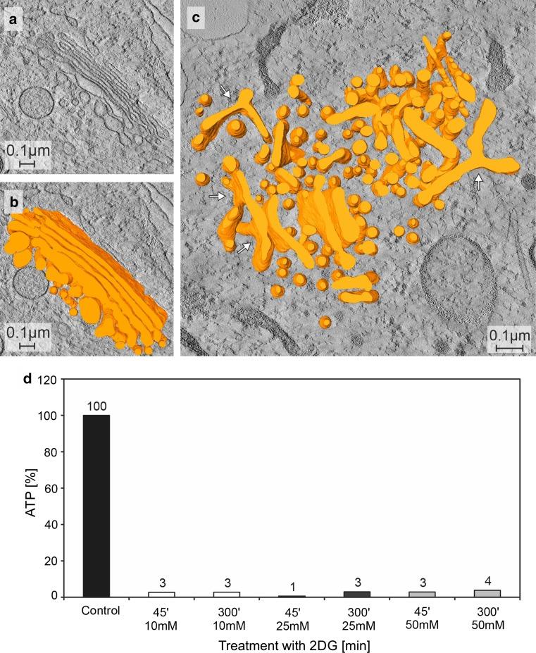 https://cdn.ncbi.nlm.nih.gov/pmc/blobs/3e5a/5359389/5f39abc19a18/418_2016_1515_Fig2_HTML.jpg