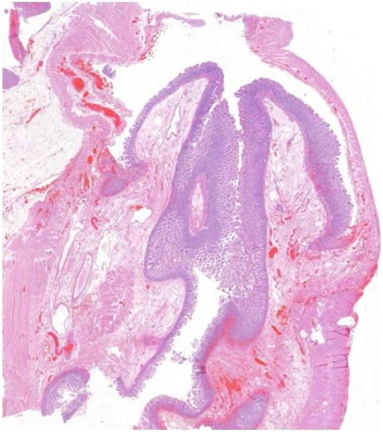 https://cdn.ncbi.nlm.nih.gov/pmc/blobs/3e5b/8099489/51858f42570e/gr5.jpg