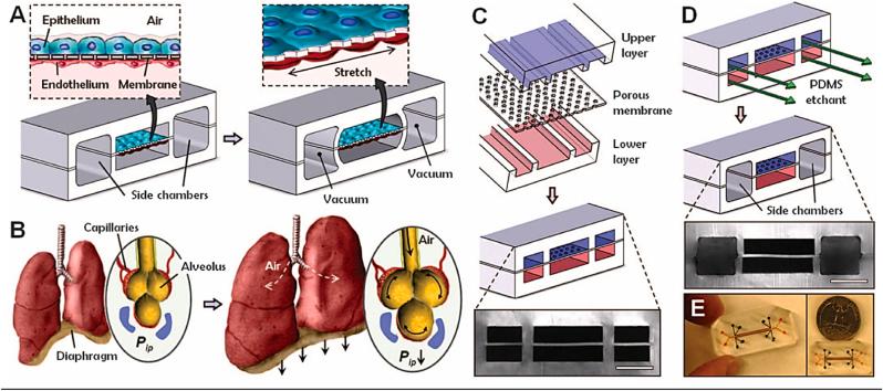 https://cdn.ncbi.nlm.nih.gov/pmc/blobs/3e6b/11403008/31a64c651ed4/gr2.jpg