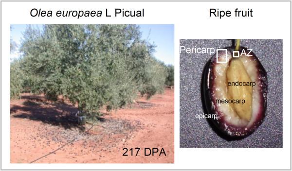 https://cdn.ncbi.nlm.nih.gov/pmc/blobs/3e6c/4046656/85c32ddb451b/12864_2013_5569_Fig1_HTML.jpg