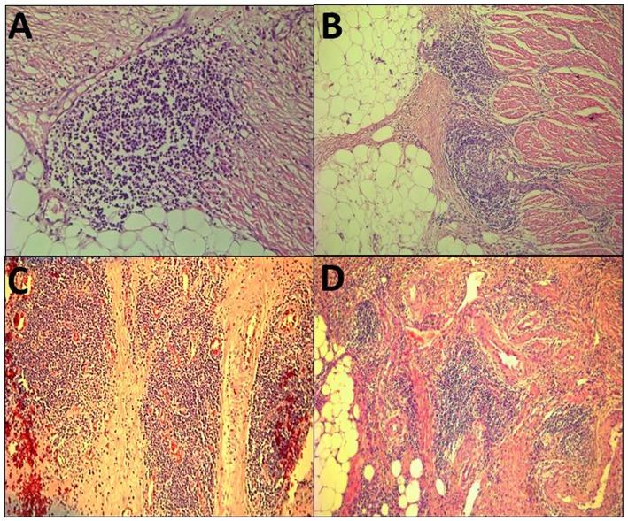https://cdn.ncbi.nlm.nih.gov/pmc/blobs/3e6d/6714555/6f0ba1cf2b36/fimmu-10-01884-g0001.jpg