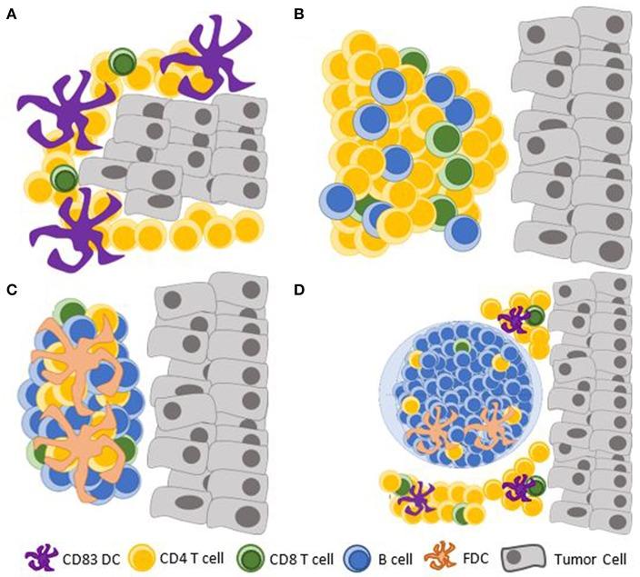 https://cdn.ncbi.nlm.nih.gov/pmc/blobs/3e6d/6714555/d36897a5abbc/fimmu-10-01884-g0002.jpg
