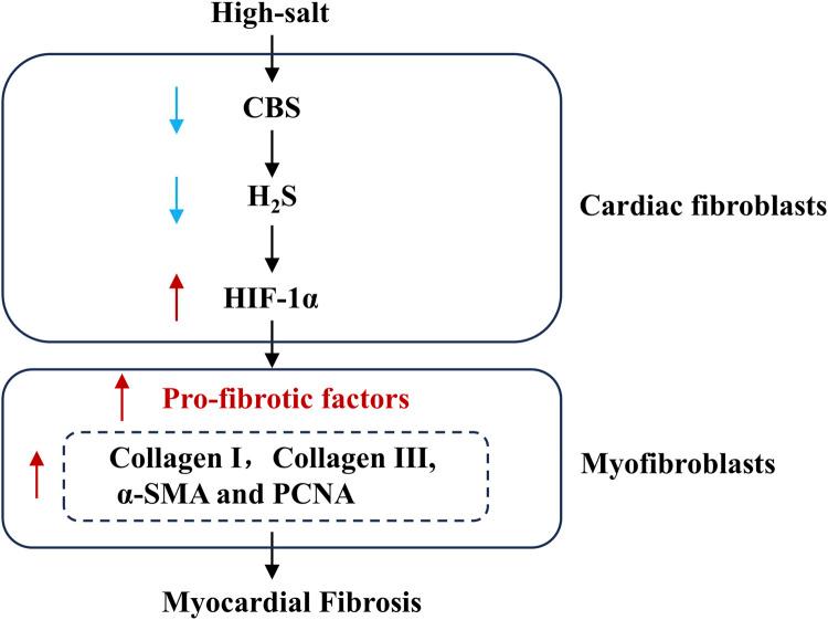 https://cdn.ncbi.nlm.nih.gov/pmc/blobs/3e75/12240975/08ac72cfd9f4/fphar-16-1502269-g006.jpg