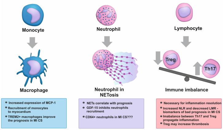 https://cdn.ncbi.nlm.nih.gov/pmc/blobs/3e7c/11428626/da290096d259/biomedicines-12-02073-g003.jpg