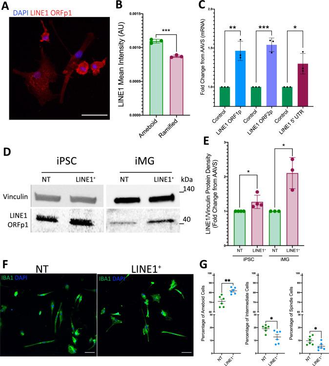 https://cdn.ncbi.nlm.nih.gov/pmc/blobs/3e7c/11602836/61b9b3ee069c/401_2024_2835_Fig4_HTML.jpg