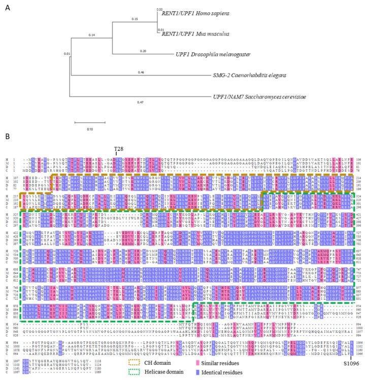 https://cdn.ncbi.nlm.nih.gov/pmc/blobs/3e7d/11117581/2de83c63d955/biomedicines-12-01110-g001.jpg