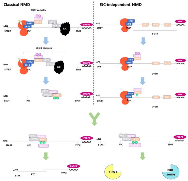 https://cdn.ncbi.nlm.nih.gov/pmc/blobs/3e7d/11117581/e9596de41e9e/biomedicines-12-01110-g002.jpg