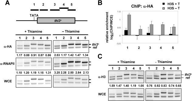 https://cdn.ncbi.nlm.nih.gov/pmc/blobs/3e80/1316113/d570ce8f1124/gki1011f5.jpg