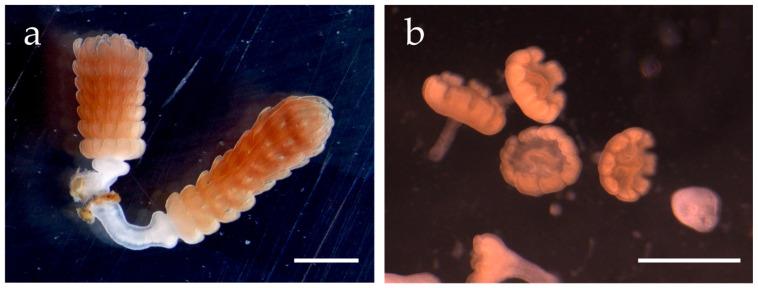 https://cdn.ncbi.nlm.nih.gov/pmc/blobs/3e82/12249036/61b5914814b2/animals-15-01999-g002.jpg